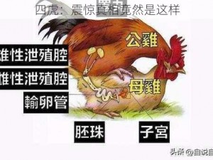 四虎：震惊真相竟然是这样