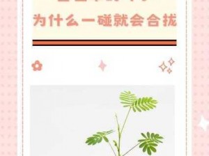 一直碰含羞草为啥不合上：科学揭秘