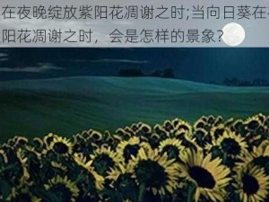 向日葵在夜晚绽放紫阳花凋谢之时;当向日葵在夜晚绽放，紫阳花凋谢之时，会是怎样的景象？