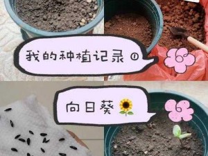 迷你世界向阳花种子种植全攻略：从准备到成功培育的步骤解析