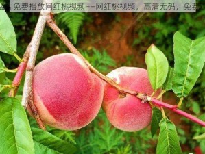 a 猛片免费播放网红桃视频——网红桃视频，高清无码，免费观看