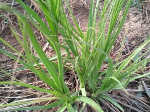 明日之后：植物根茎获取方法与作用解析：生存者的植物知识宝典