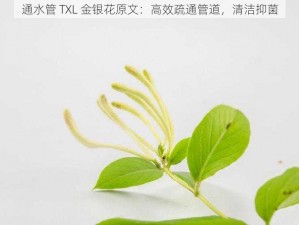 通水管 TXL 金银花原文：高效疏通管道，清洁抑菌