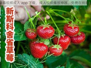 草毒视频成人 app 下载，成人视频播放神器，免费在线观看