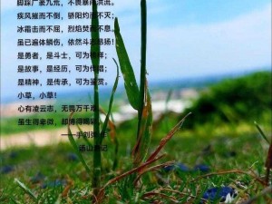 2024小草回家的路怎么找【2024 小草回家之路该如何寻觅】