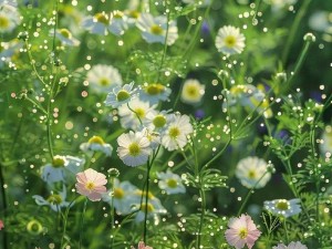 野花直播视频免费高清使用简单 野花直播视频免费高清，使用简单吗？