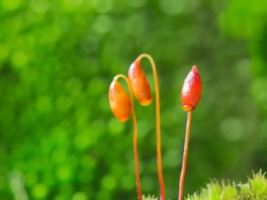 嫩叶草m码和澳洲码的区别,嫩叶草 m 码和澳洲码的区别是什么？