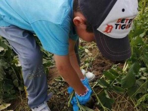 挤牛奈拔萝卜怎么拔操作？挤牛奈拔萝卜器，轻松拔萝卜不费力