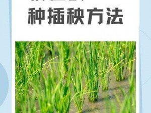 外国情侣插秧方法—外国情侣插秧时，会采取怎样独特的方法呢？