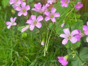 野花高清中文免费日本_野花高清中文免费日本，是真的吗？