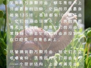 太极熊猫与神速蜗牛的巅峰对决：神速蜗牛PK竞技打法详解与策略探究