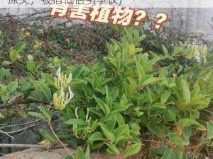 通水管TXL金银花原文(通水管 TXL 金银花原文，被指低俗引争议)