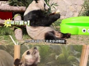 熊猫丫丫北动更新_如何看待熊猫丫丫北动更新？