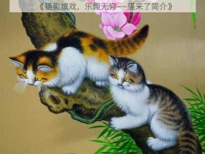 《猫影嬉戏，乐趣无穷——猫来了简介》