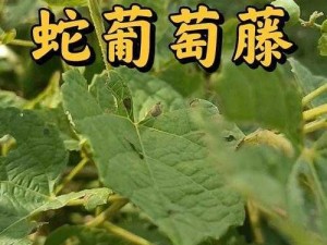 怀旧经典：探寻野葡萄藤掉落之地，怀旧服中的秘境之旅