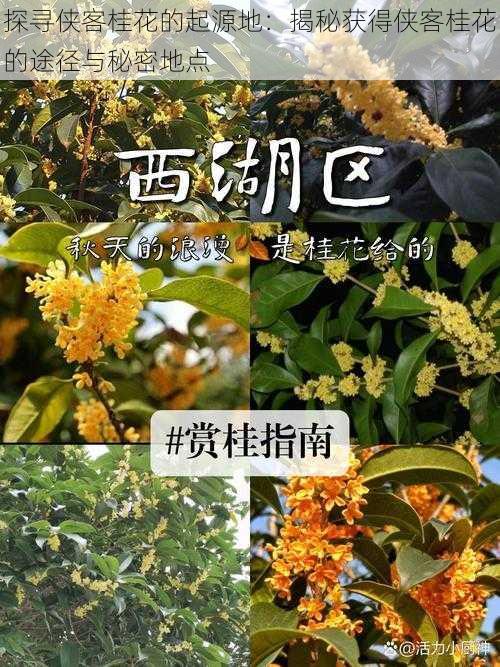 探寻侠客桂花的起源地：揭秘获得侠客桂花的途径与秘密地点