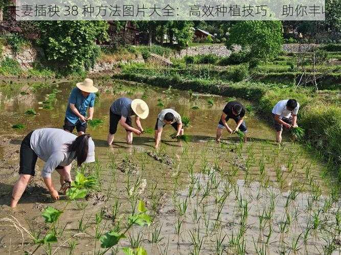 夫妻插秧 38 种方法图片大全：高效种植技巧，助你丰收