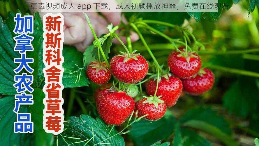 草毒视频成人 app 下载，成人视频播放神器，免费在线观看