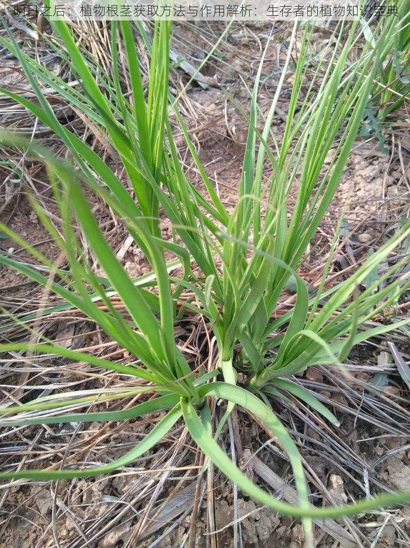 明日之后：植物根茎获取方法与作用解析：生存者的植物知识宝典