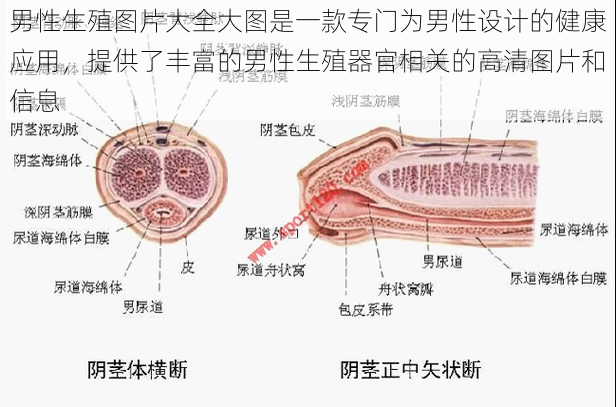 男性生殖图片大全大图是一款专门为男性设计的健康应用，提供了丰富的男性生殖器官相关的高清图片和信息