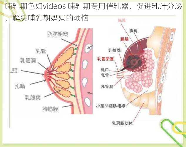 哺乳期色妇videos 哺乳期专用催乳器，促进乳汁分泌，解决哺乳期妈妈的烦恼