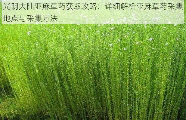 光明大陆亚麻草药获取攻略：详细解析亚麻草药采集地点与采集方法