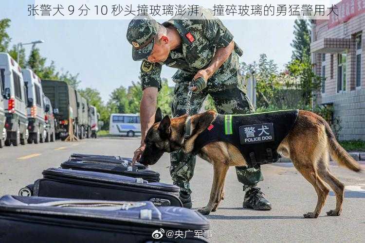 张警犬 9 分 10 秒头撞玻璃澎湃，撞碎玻璃的勇猛警用犬