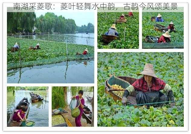 南湖采菱歌：菱叶轻舞水中韵，古韵今风颂美景