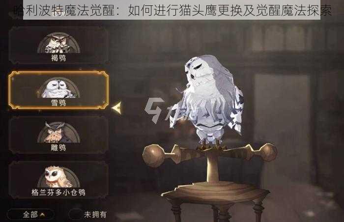 哈利波特魔法觉醒：如何进行猫头鹰更换及觉醒魔法探索