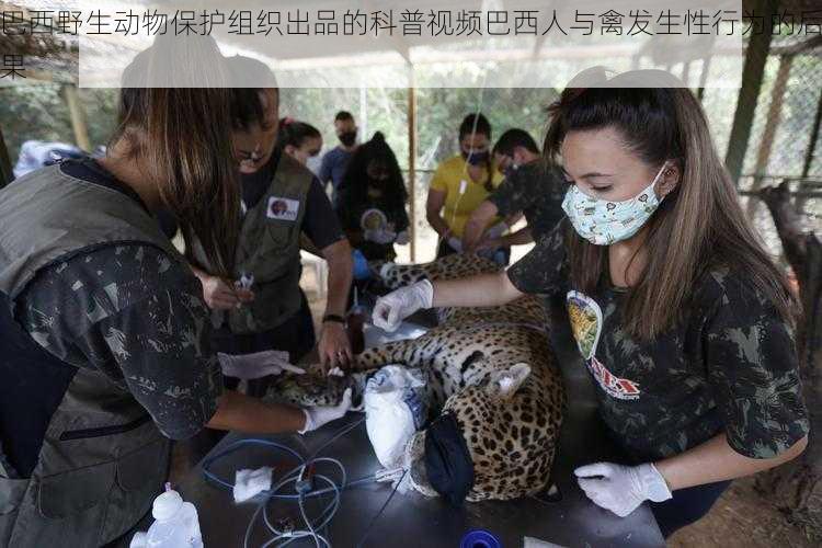 巴西野生动物保护组织出品的科普视频巴西人与禽发生性行为的后果