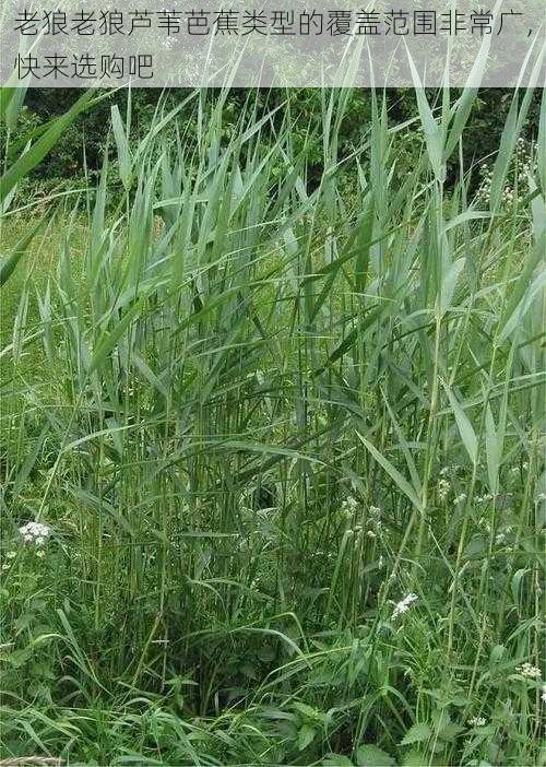 老狼老狼芦苇芭蕉类型的覆盖范围非常广，快来选购吧