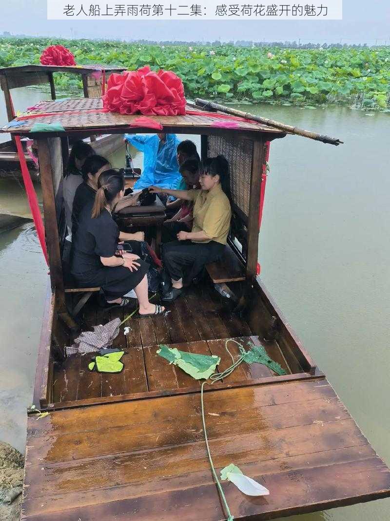 老人船上弄雨荷第十二集：感受荷花盛开的魅力