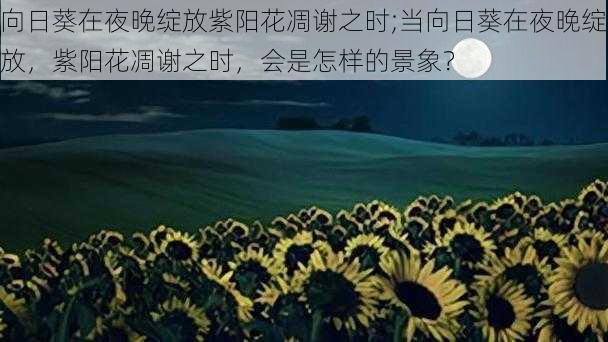 向日葵在夜晚绽放紫阳花凋谢之时;当向日葵在夜晚绽放，紫阳花凋谢之时，会是怎样的景象？