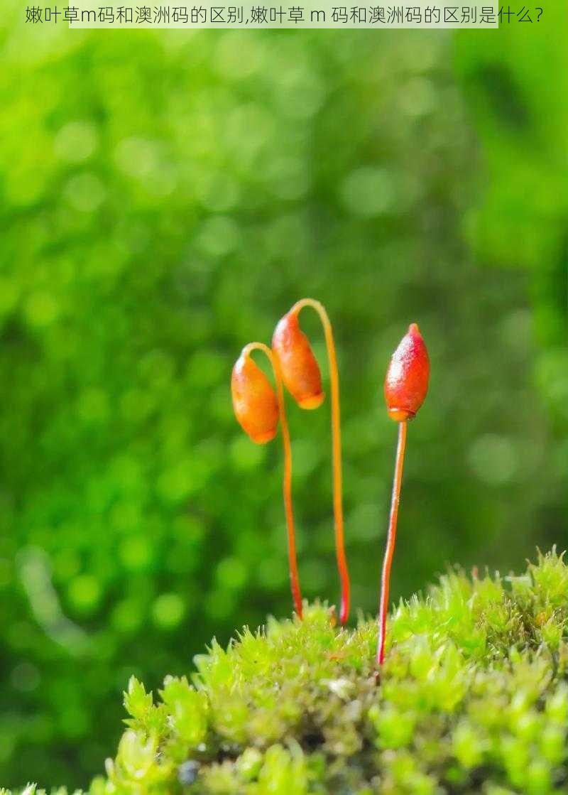 嫩叶草m码和澳洲码的区别,嫩叶草 m 码和澳洲码的区别是什么？