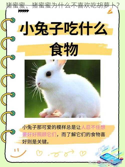 猪蜜蜜、猪蜜蜜为什么不喜欢吃胡萝卜？