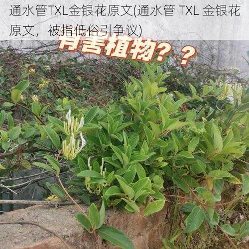 通水管TXL金银花原文(通水管 TXL 金银花原文，被指低俗引争议)