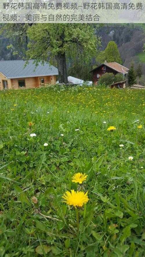 野花韩国高清免费视频—野花韩国高清免费视频：美丽与自然的完美结合