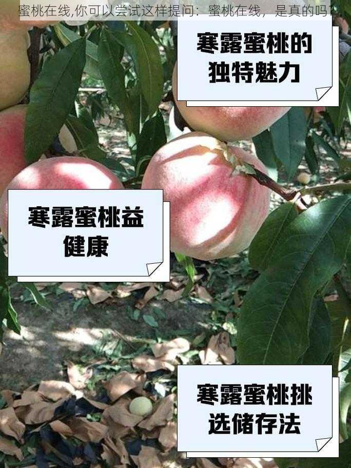 蜜桃在线,你可以尝试这样提问：蜜桃在线，是真的吗？