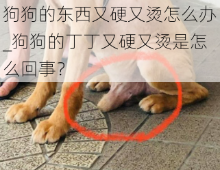 狗狗的东西又硬又烫怎么办_狗狗的丁丁又硬又烫是怎么回事？